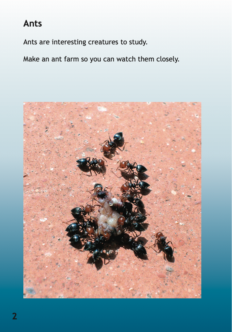 Ant Farm book by Michaela Pluck