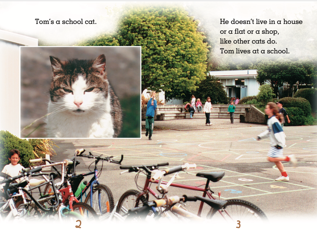 Tom, the School Cat book by Maria Beard