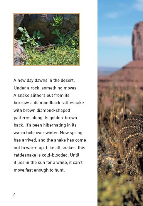Rattlesnake book by Manny Rubio