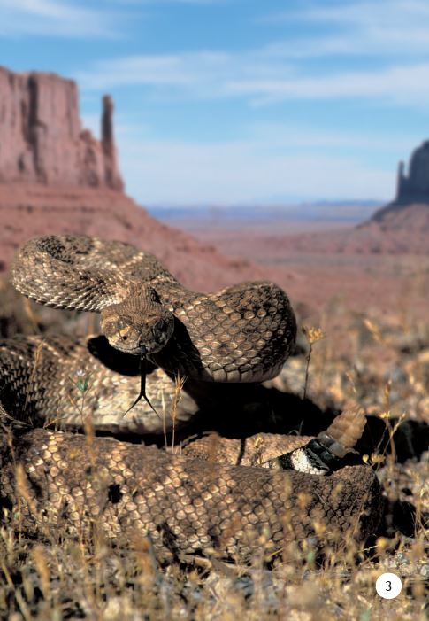 Rattlesnake book by Manny Rubio